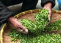 Le thé vert japonais et notre santé