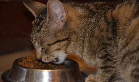 Équilibrer le régime alimentaire de votre chat