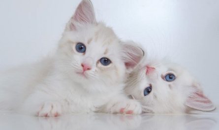Les races de chats les plus populaires et leurs caractéristiques uniques